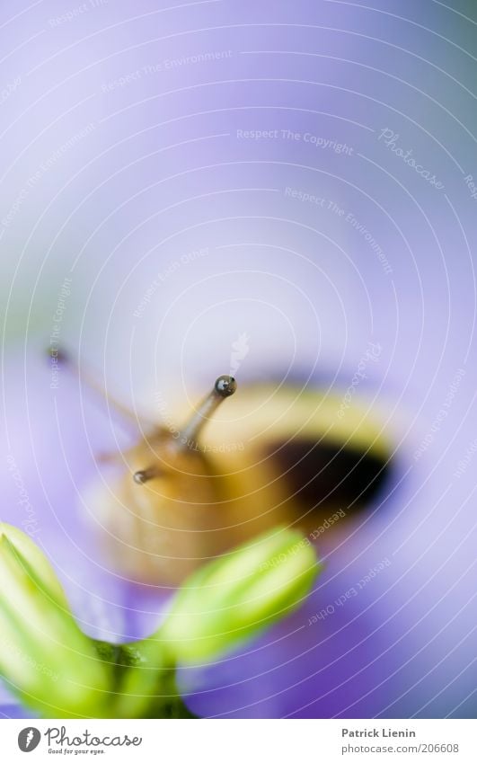 EyeLight [2] Environment Nature Animal Plant Wild animal Snail 1 Looking Observe Calm Abstract ribbon screw Colour photo Macro (Extreme close-up) Deserted