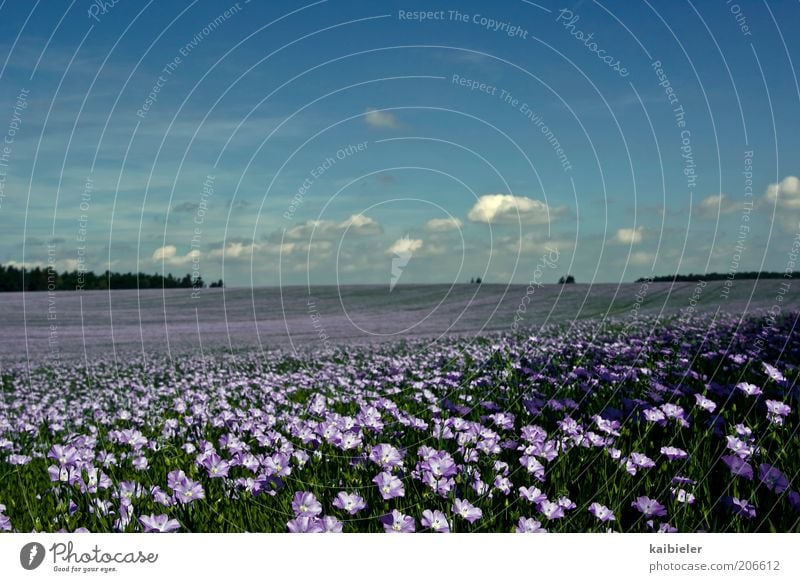 sea of blossoms Far-off places Freedom Summer Environment Nature Landscape Plant Sky Clouds Horizon Beautiful weather Flower Blossom Field Infinity Blue Violet