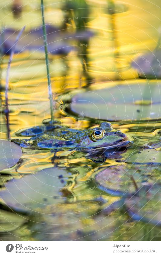 Frog King Water Beautiful weather Wild plant Water lily leaf Water lily pond Garden Park Bog Marsh Pond Lake Brook Animal Wild animal 1 Looking