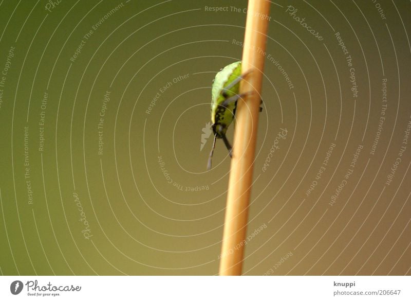 downwards Environment Nature Plant Animal Stalk Beetle Insect 1 Brown Green Downward Isopod Colour photo Subdued colour Exterior shot Close-up