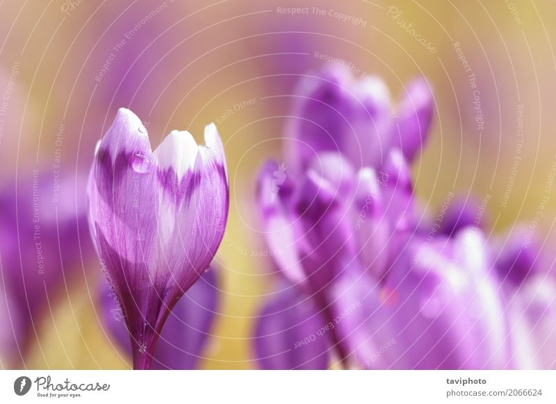 close up of pink spring crocus Happy Beautiful Mountain Garden Easter Group Nature Plant Spring Flower Grass Blossom Park Meadow Growth Fresh Small Natural Wild