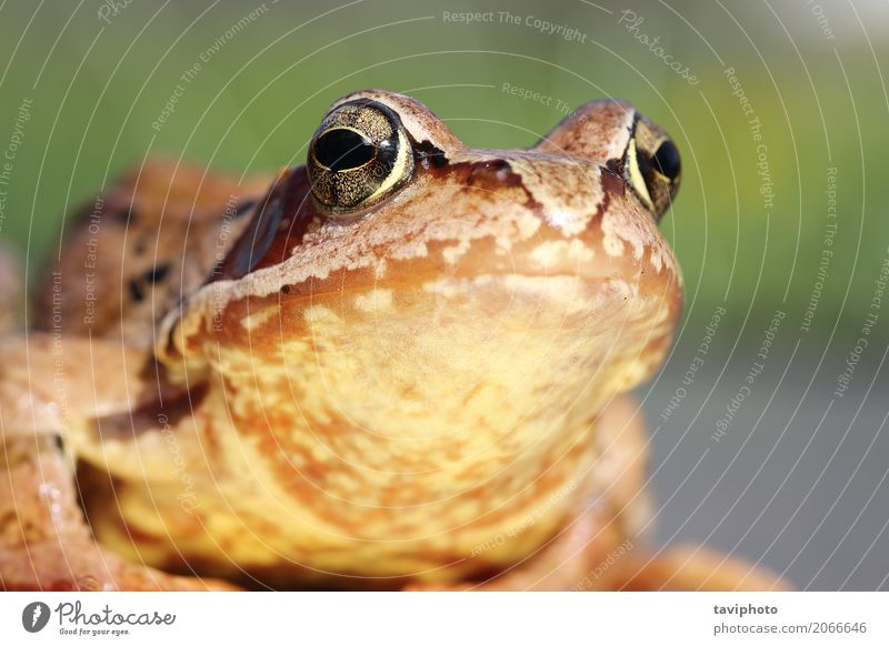 macro portrait of common frog Beautiful Eyes Environment Nature Animal Forest Observe Small Funny Wet Natural Slimy Wild Brown Green Colour amphibian Rana