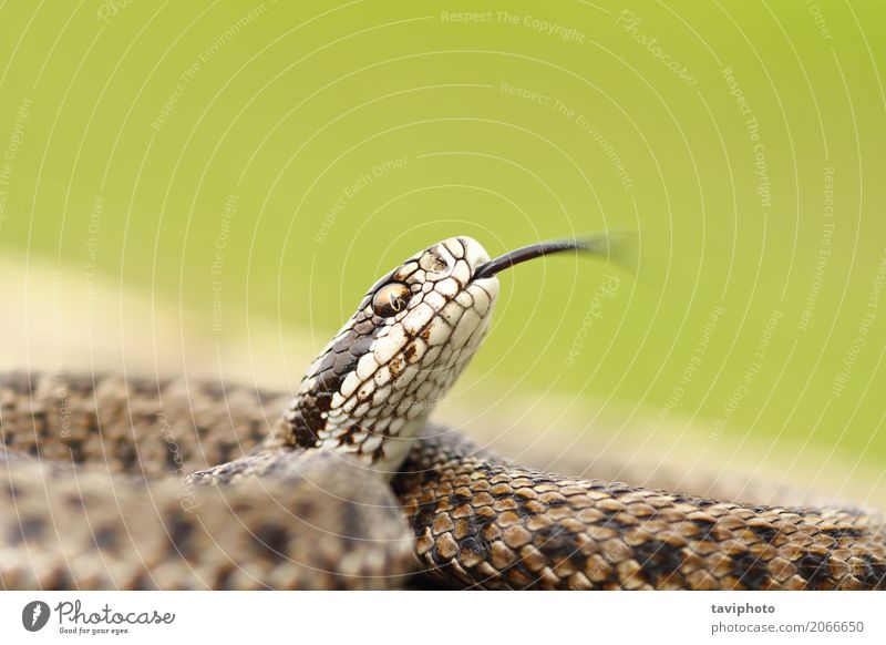 meadow adder macro image Beautiful Nature Animal Meadow Snake Wild Brown Fear Dangerous scales rakosiensis poison poisonous ursinii vipera wildlife Viper venom