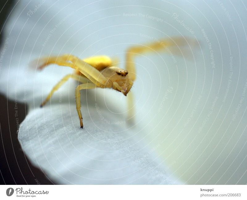 Misumena vatia (variable crab spider) Summer Environment Nature Plant Animal Sunlight Blossom Wild plant Spider Animal face Insect 1 Discover Wait Disgust