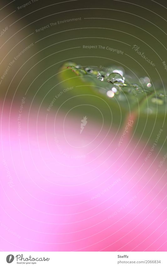 a rose petal after the rain Rose petal Rose petal in the rain Rain raindrops drop picture abstraction Drop light reflexes Rose garden Drops of water rainy Leaf