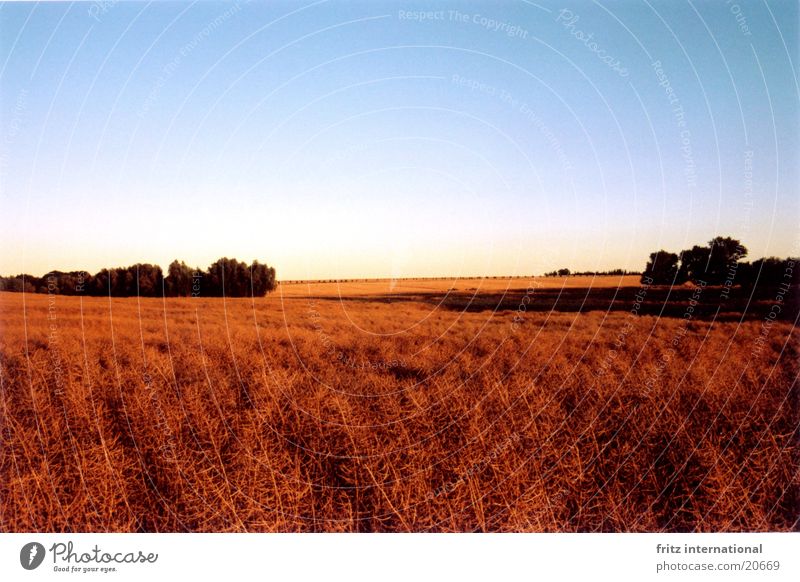 evening field Canola Evening sun Mecklenburg-Western Pomerania Field Sun Shadow