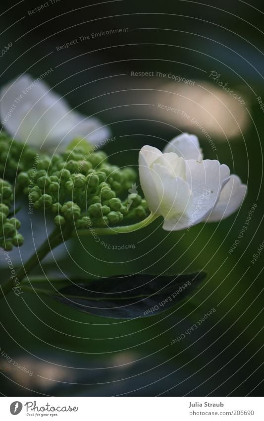 a dream Nature Plant Summer Flower Bushes Leaf Blossom Foliage plant Hydrangea leaf Hydrangea blossom Soft Green White Blossoming Colour photo Exterior shot