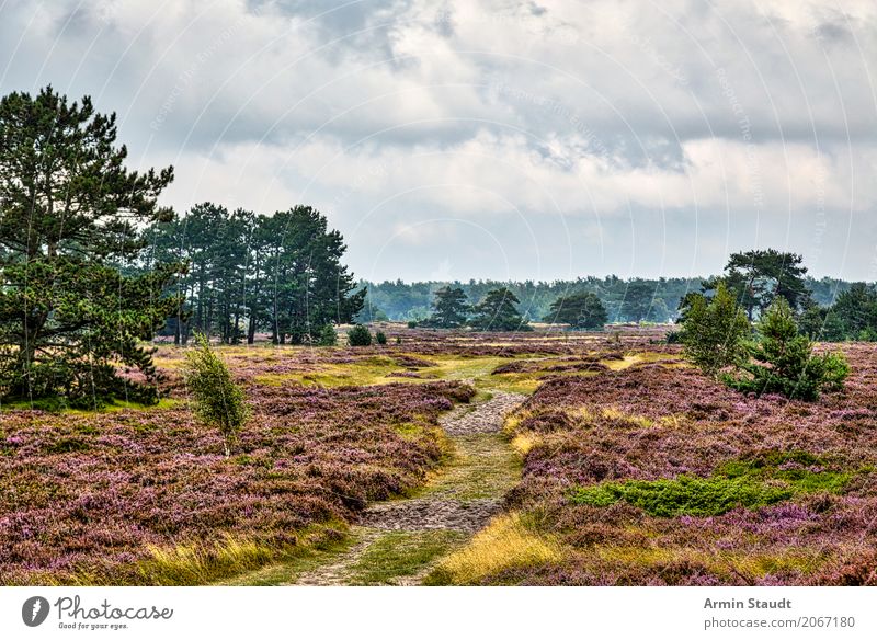 Landscape - Hiddensee Lifestyle Style Harmonious Vacation & Travel Trip Far-off places Summer Summer vacation Environment Nature Earth Air Sky Clouds Horizon