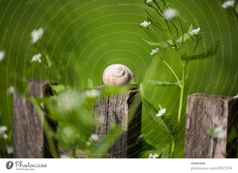 Snail paradise MITTIG Crumpet Nature Sunlight Summer Beautiful weather Plant Bushes Blossom Wild plant Flowering plant Garden Mollusk 1 Animal Garden fence