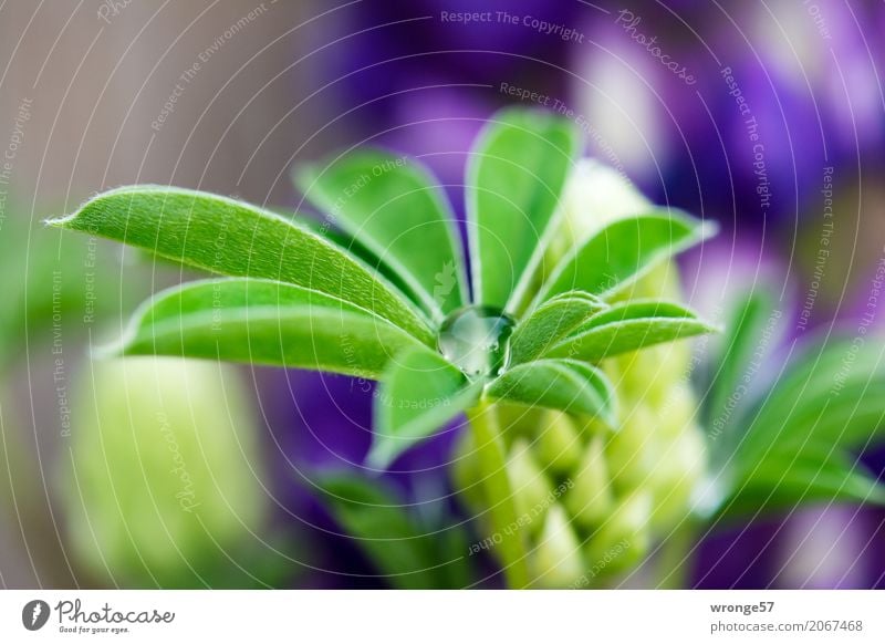 drip catcher Plant Summer Flower Leaf Lupin Lupin leaf Esthetic Natural Blue Brown Multicoloured Green Violet Drops of water Close-up Blossom Lupin blossom