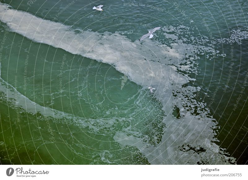 Iceland Environment Nature Water Waves Fjord Ocean Atlantic Ocean Animal Bird Seagull 3 Flying Cold Wet Fresh White crest Colour photo Exterior shot Deserted