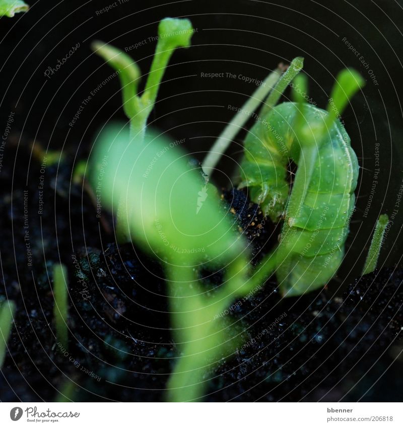 camouflaged! Herbs and spices Caterpillar 1 Animal To feed Fat Disgust Small Green Black Colour photo Exterior shot Macro (Extreme close-up) Day Contrast