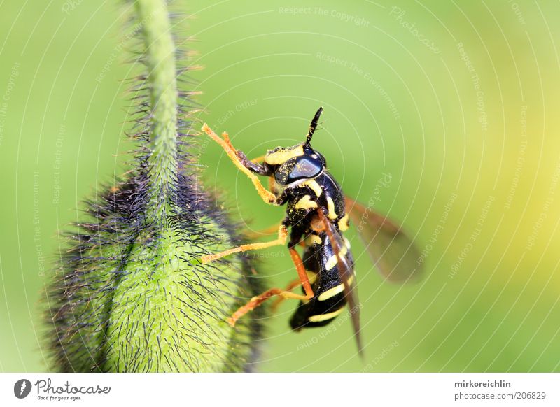 MINE Plant Poppy Animal 1 Calm Wasps Wing Bud Green Yellow Black Stripe Macro (Extreme close-up) Colour photo Multicoloured Exterior shot Close-up