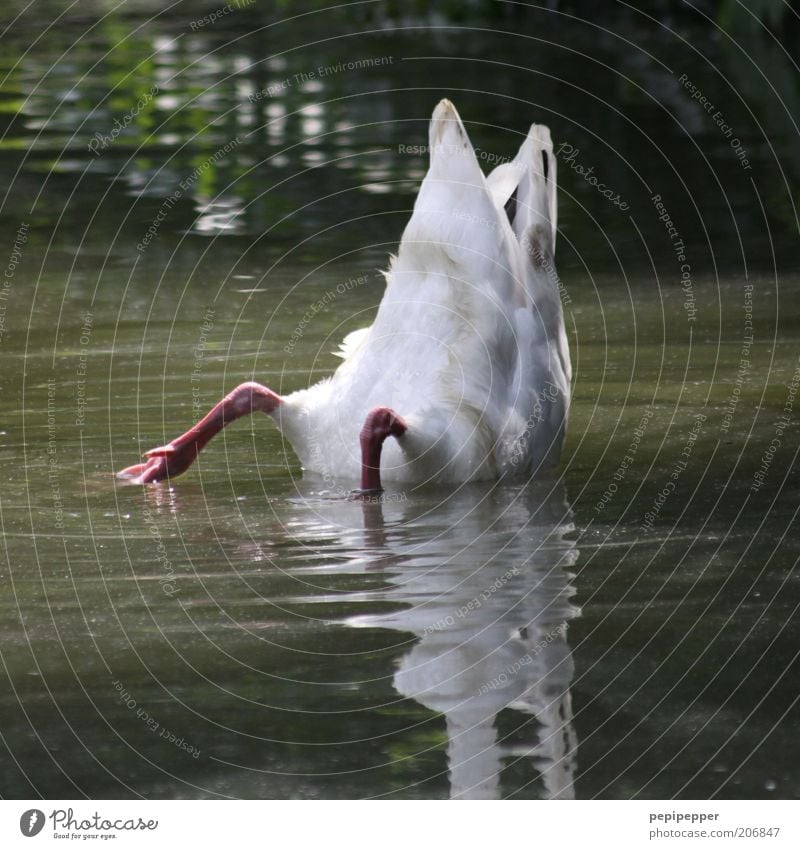 Head - little in the what - ser... Water Pond Animal Swan 1 Dive Colour photo Exterior shot Day Light Shadow Contrast Reflection Shallow depth of field