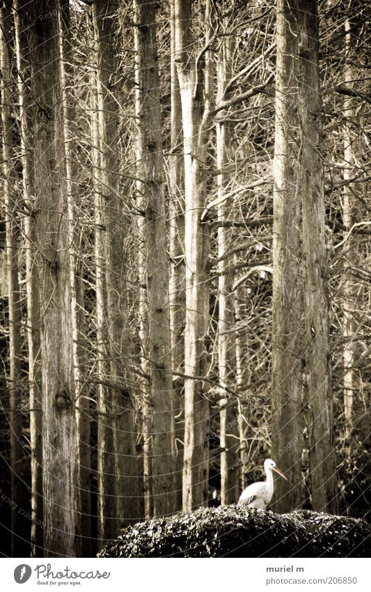 Stork in the forest Winter Environment Nature Landscape Plant Animal Wild plant Forest Bird 1 Old Brown White Winter activities Leafless Bleak Tree trunk