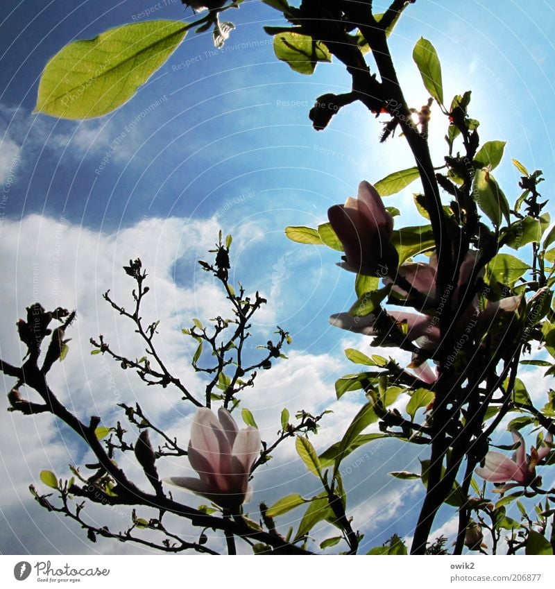 magnoilae Environment Nature Plant Sky Clouds Sun Sunlight Spring Climate Weather Beautiful weather Tree Leaf Blossom Foliage plant Wild plant Magnolia tree