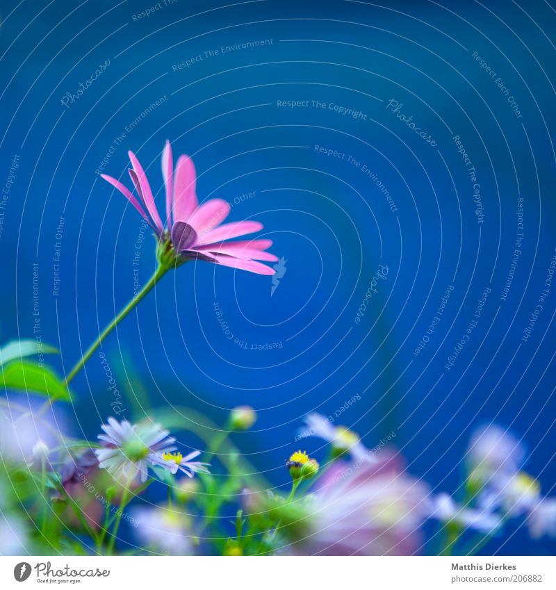 flower Beautiful Fragrance Summer Decoration Environment Nature Plant Blue Daisy Marguerite Orchid Colour photo Multicoloured Exterior shot Close-up