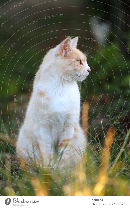 White peach coloured cat in grass. Nature Landscape Sunrise Sunset Sunlight Summer Beautiful weather Warmth Grass Meadow Field Animal Pet Cat Animal face Pelt