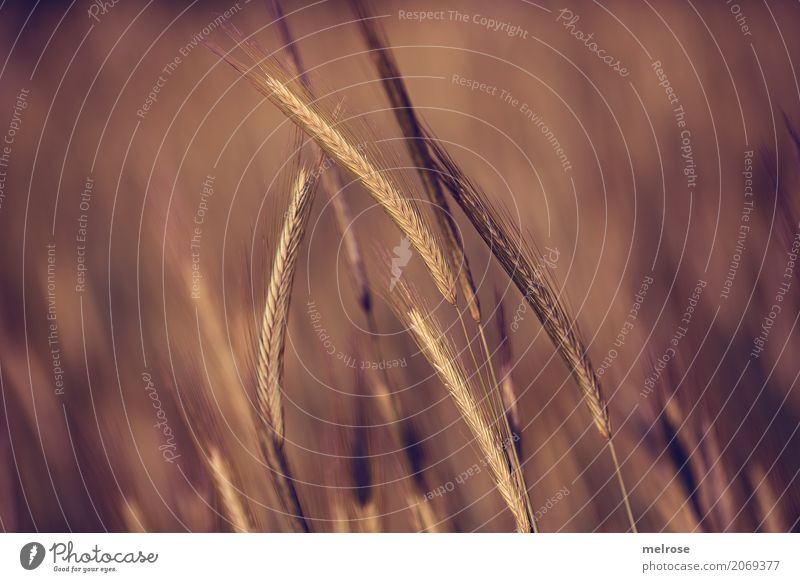 "corny." Grain Crops Cornfield Organic produce Environment Nature Summer Beautiful weather Plant Blossom Wild plant Ear of corn Grain field Field Tone-on-tone