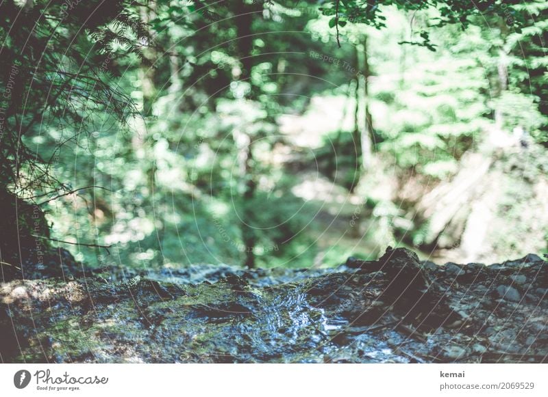 abyss Environment Nature Water Sunlight Summer Beautiful weather Forest Rock Authentic Fresh Green Flow Waterfall Edge Canyon Colour photo Subdued colour