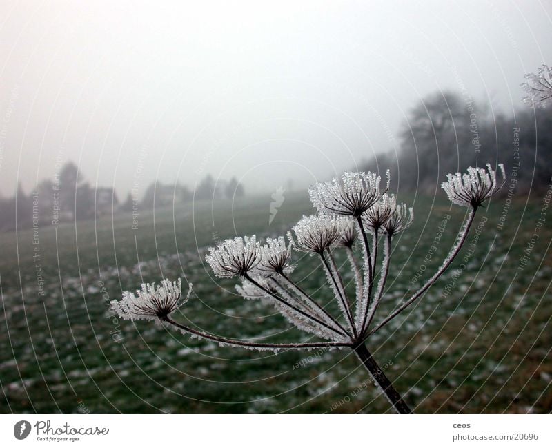 frost work Nature Landscape Rescue Germany