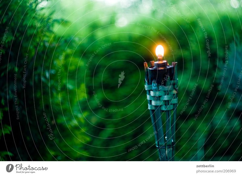 In the evening in the garden Garden Hedge Dark Candle Torch Flame Light Green Evening Calm Lamp Lamp oil Garden festival Nature Oil lamp Storm laterne Burn