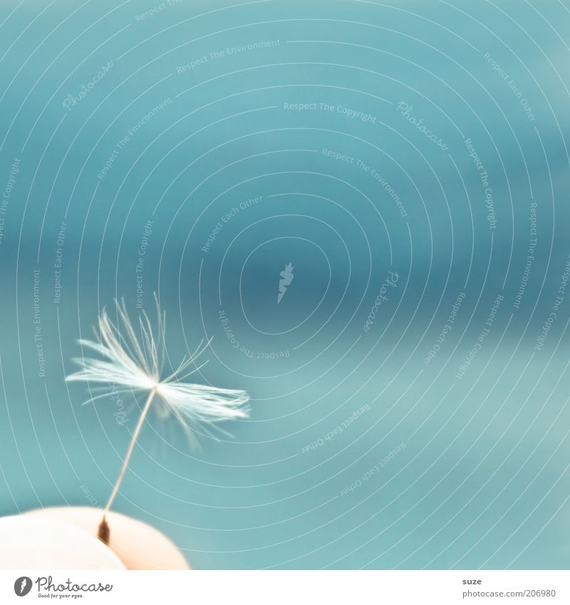 aftershow Summer Environment Nature Plant Air Flower Esthetic Authentic Soft Blue White Emotions Moody Dandelion Seed Easy Ease Delicate Graceful Propagation