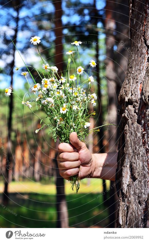 bouquet of field chamomiles Body Summer Feasts & Celebrations Birthday Masculine Hand 1 Human being 18 - 30 years Youth (Young adults) Adults Nature Plant Tree