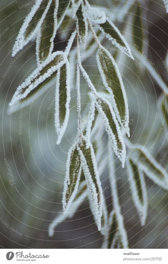 Bamboo Mature 3 Winter Hoar frost Bamboo stick Close-up