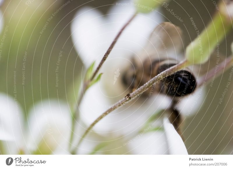 Baby got back Environment Nature Landscape Plant Animal Summer Wild animal Bee 1 Collection White Hind quarters Wing Rear view To hold on Green Operational Calm