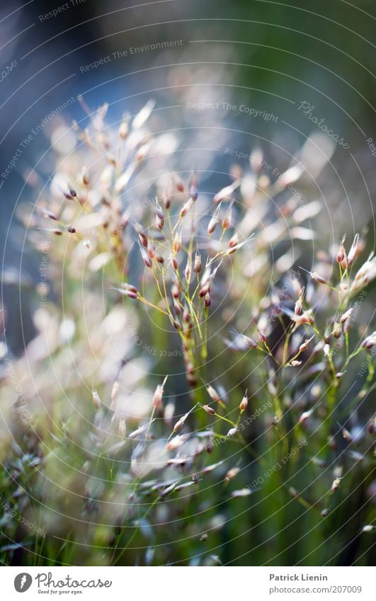 moony Environment Nature Landscape Plant Summer Weather Grass Bushes Foliage plant Wild plant Illuminate Faded Growth Esthetic Bright Beautiful Grass blossom