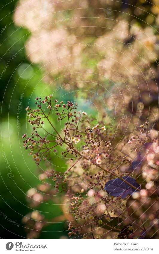 Light of the evening sun Environment Nature Landscape Plant Air Summer Beautiful weather Bushes Agricultural crop To enjoy Hang Illuminate Esthetic Exotic