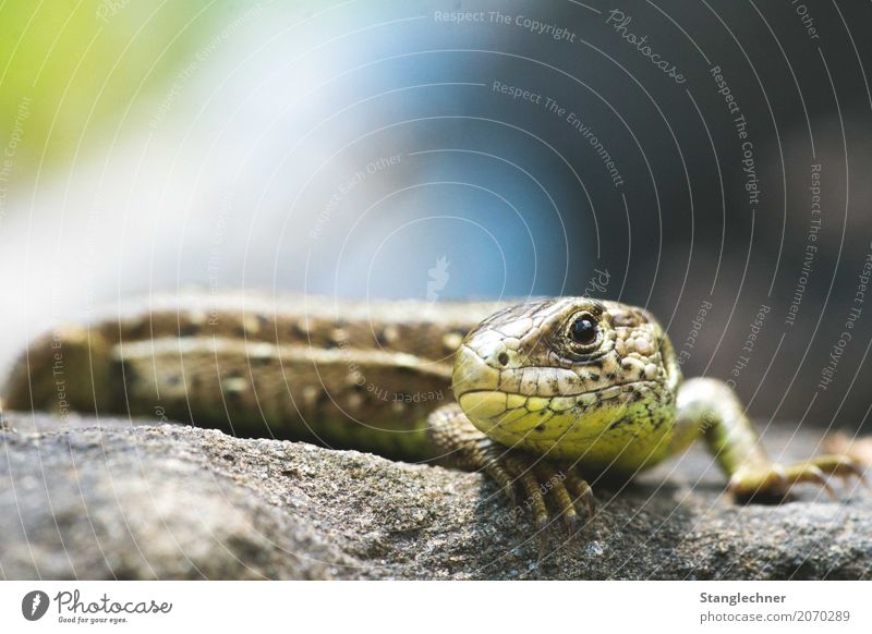 Lizard I Animal Sun Summer Rock Alps Lizards Saurians 1 To enjoy Hang Esthetic Beautiful Happy Happiness Adventure Animal portrait Animal face Colour photo