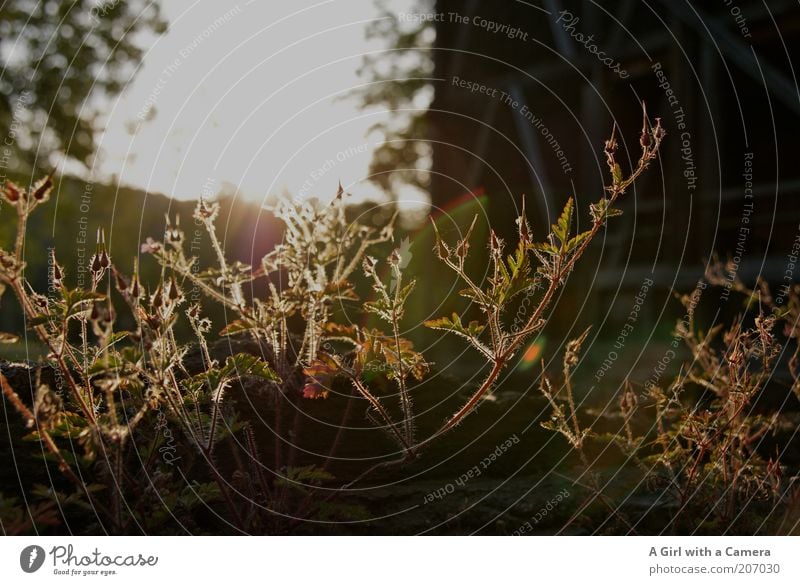 on a summer evening Nature Plant Summer Illuminate Esthetic graduation building Wall plant Colour photo Exterior shot Close-up Evening Twilight Shadow Sunlight