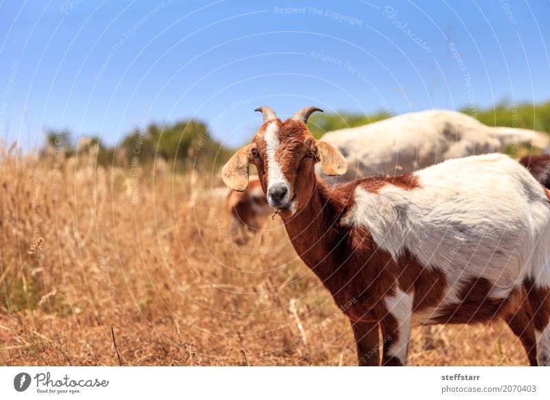 Goats cluster along a hillside Mountain Hiking Nature Animal Grass Park Hill Lanes & trails Farm animal 2 Blue Brown White livestock