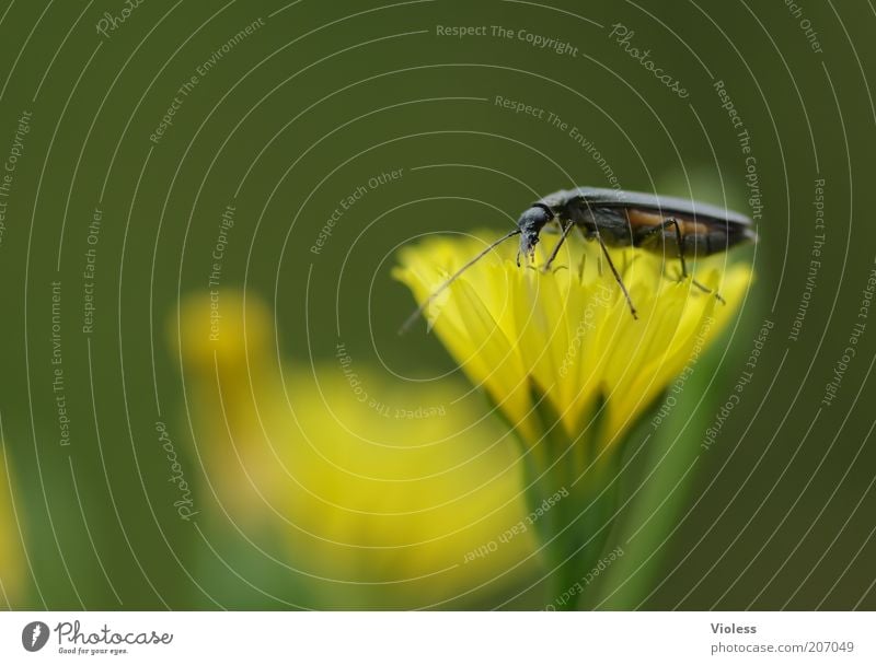 Who says yellow doesn't suit me? Plant Blossom Wild plant Animal Beetle Blossoming Illuminate Yellow Woolly hawkweed Colour photo Macro (Extreme close-up)