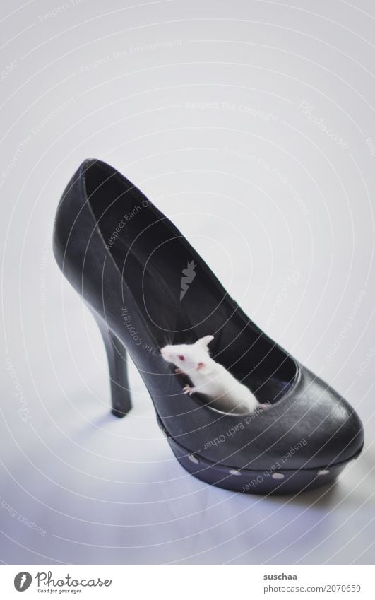 Mouse in shoe color mouse white mouse Pet Rodent Cute Small at home Domicile Living or residing squat Protection Hiding place Nest Nest-building Fear Disgust