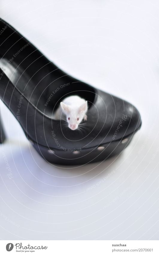 Mouse in shoe color mouse white mouse Pet Rodent Cute Small Living or residing Domicile squat Protection Fear Disgust Footwear High heels Albino Red Eyes