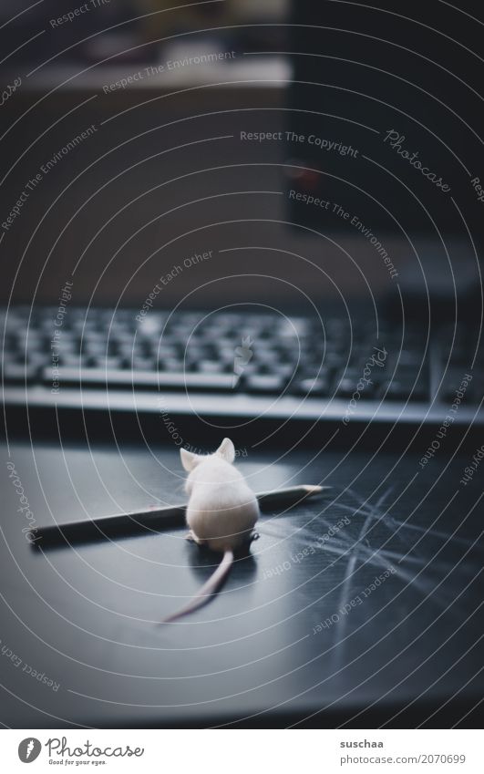 mouse and pencil Mouse Animal Pet Mammal Curiosity Office Animalistic Funny Keyboard Desk Workplace Computer Cute Diminutive Ear Fear Caution Disgust Pen