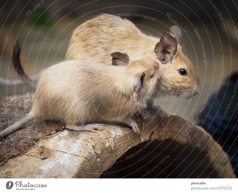 Shh! Wild animal 2 Animal Wood Crouch Listening Communicate Rodent Whisper Ear degu wear rats Colour photo Exterior shot Animal portrait