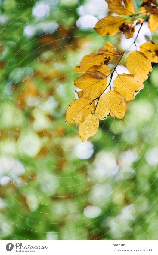 yellowed Nature Autumn Tree Leaf Twig Twigs and branches Autumnal Autumnal colours Early fall Transience Change Colour photo Exterior shot