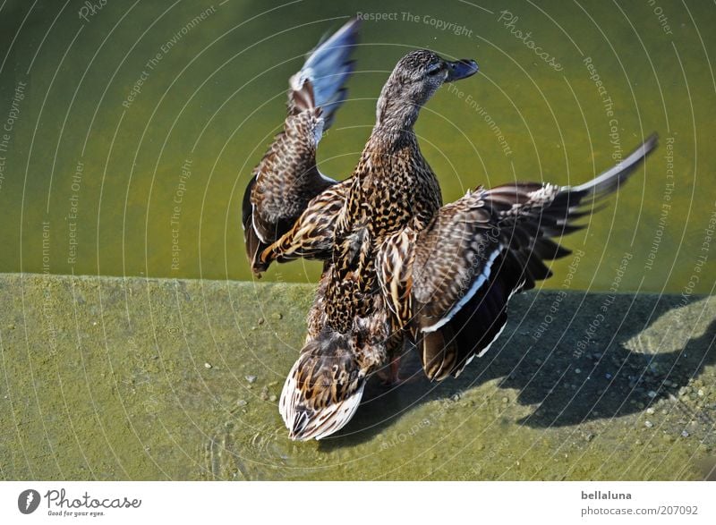 Brother, come dance with me! Environment Nature Weather Beautiful weather Lakeside Pond Animal Wild animal Bird Wing 1 Flying Duck Duck birds Feather Plumed