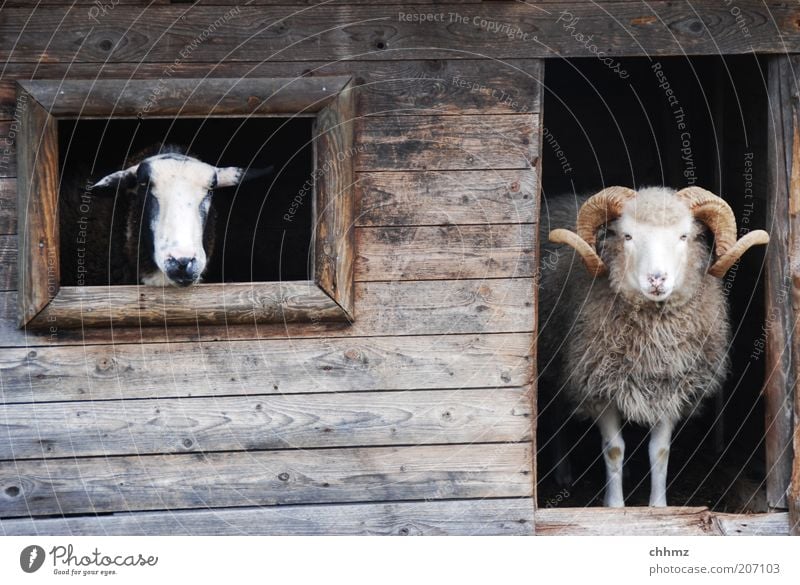 terrible weather Zoo Barn shelter Window Door Animal Farm animal Petting zoo Sheep Goats 2 Wood Observe Looking Wait Curiosity Hut Wooden board Colour photo