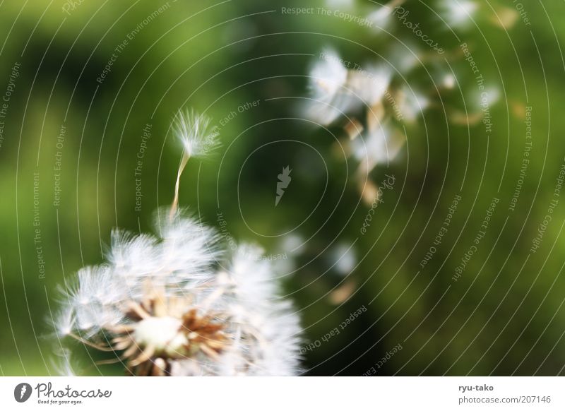 Ephemeral. Nature Plant Spring Summer Flower Dandelion Meadow Movement Flying Faded Green White Spring fever Serene Calm Hope Dream Transience Timeless