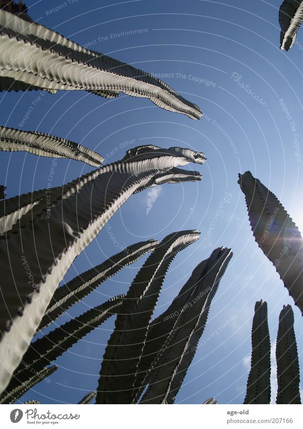 snake charmer Nature Plant Sky Beautiful weather Exotic Cactus Esthetic Thorny Blue Green Power Uniqueness Environment Upward Target Symbols and metaphors