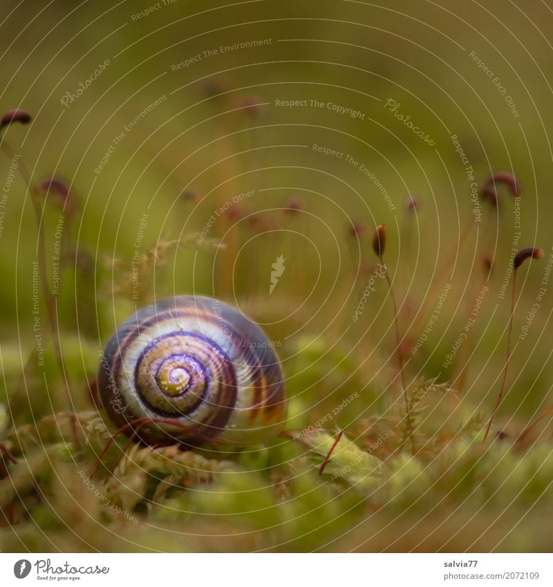 Hiding in the moss Nature Earth Autumn Plant Moss Blossom Foliage plant Forest Animal Snail Brown-lipped snail Mollusk 1 Natural Round Soft Green Loneliness