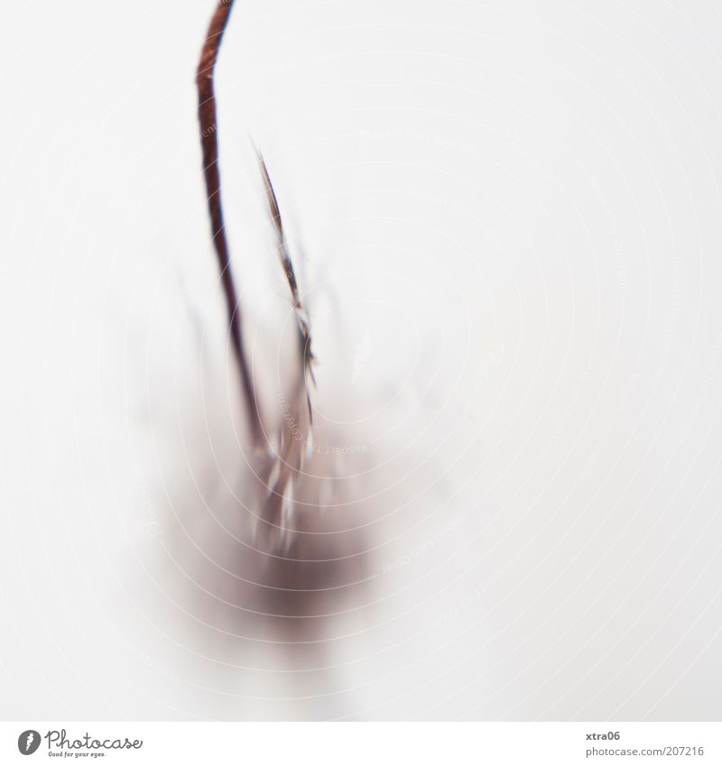 soft feather Decoration Simple Feather Smooth Delicate lensbaby Colour photo Subdued colour Interior shot Close-up Detail Macro (Extreme close-up)