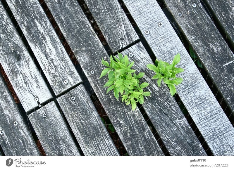 Mother Nature Environment Plant Climate Climate change Leaf Foliage plant Growth Gray Green Black Silver Power Willpower Wood Footbridge Assertiveness Life