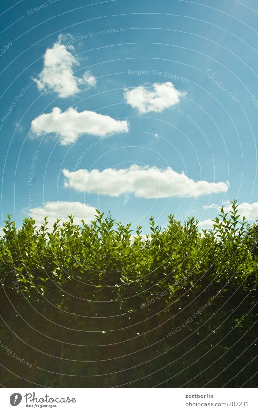 Summer 2010 Hedge Sky Clouds Neighbor Border Fence Boundary Screening Privet Green Leaf Leaf green Spring Blue sky Beautiful weather Bushes Sunbeam