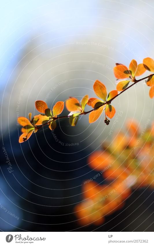 orange leaves Lifestyle Wellness Harmonious Well-being Contentment Senses Relaxation Calm Meditation Vacation & Travel Living or residing Decoration Oktoberfest